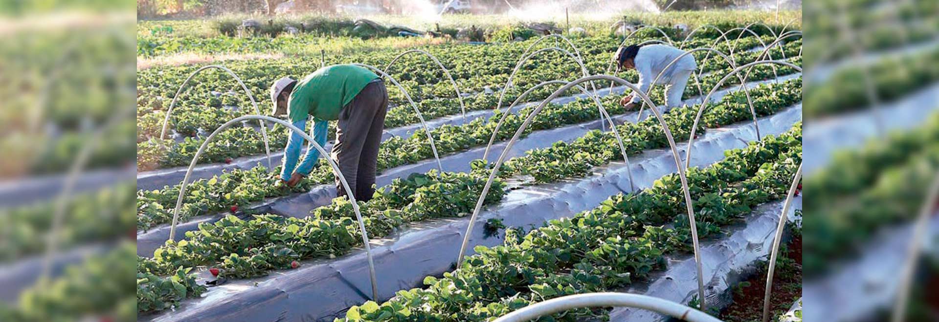 Os agricultores familiares representam atualmente 72% dos lavradores brasileiros