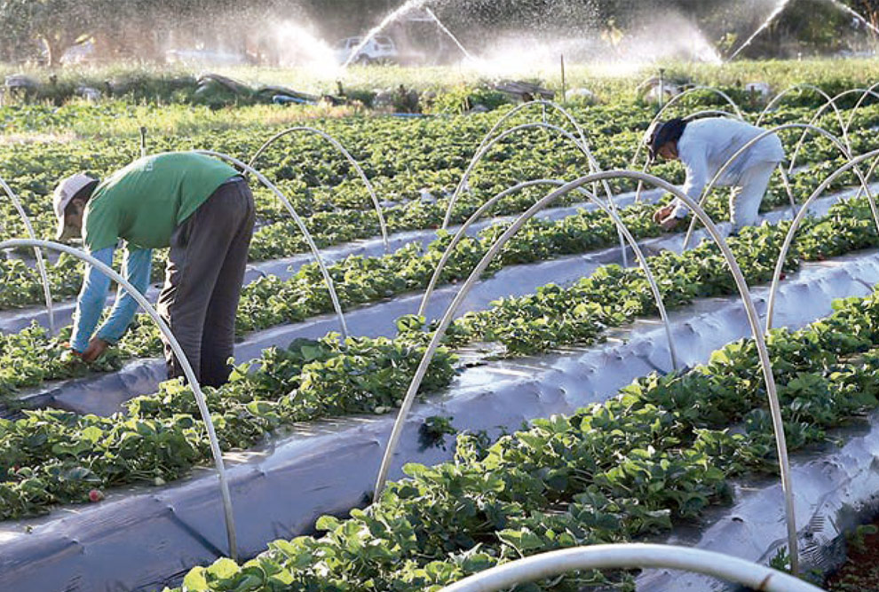 Os agricultores familiares representam atualmente 72% dos lavradores brasileiros