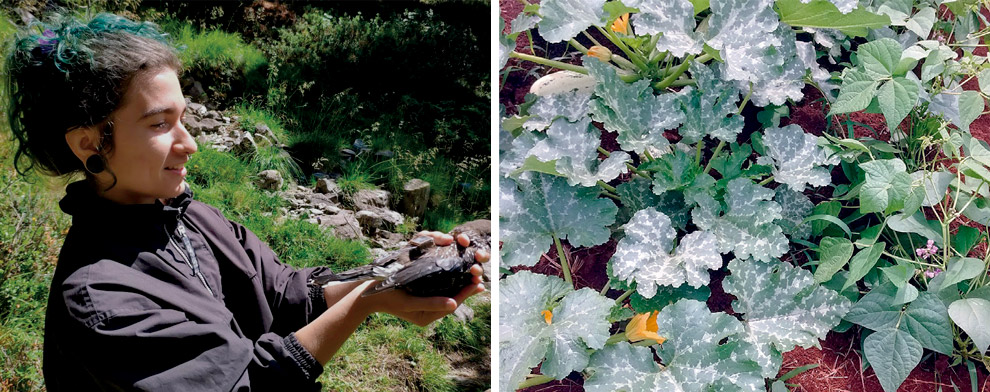 A pesquisadora Gabriela Rabeschini, autora do estudo, e o consórcio de feijão e abobrinha: ganhos em diversidade e produção de frutos inalterada