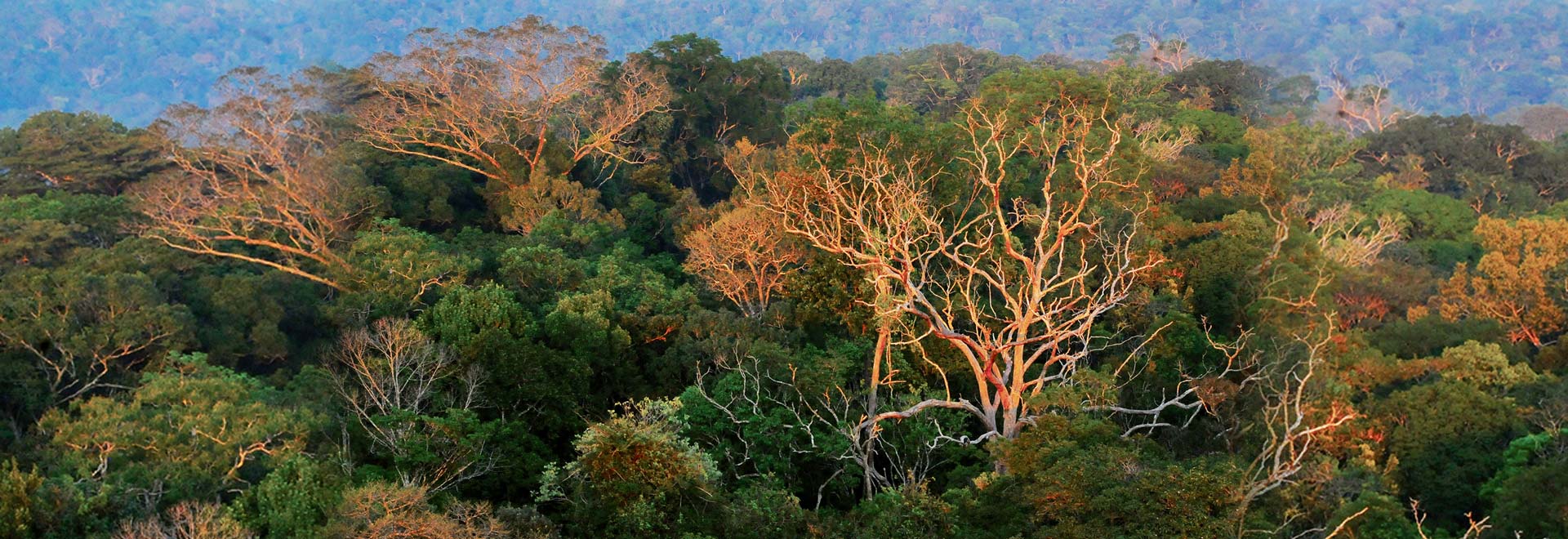 Audiodescrição. Foto: Divulgação. Imagem aérea panorâmica de área com densa floresta repleta de árvores de grande porte em toda a imagem. A maioria das árvores tem densa folhagem verde, mas algumas estão secas. Raios de sol incidem na mata. Imagem 1 de 1