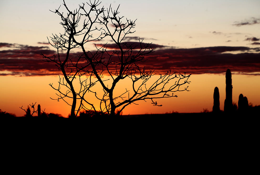 Paisagem típica da Caatinga: bioma conta com florestas úmidas e grande biodiversidade de flora e fauna (Foto: Willianilson Pessoa/Divulgação) 