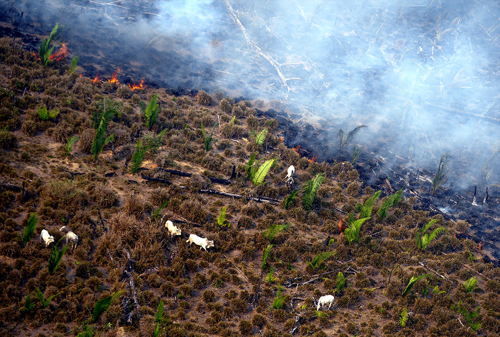 Gado próximo a focos de calor no município de Lábrea, no Amazonas