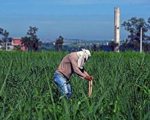 O Projeto Corredores Ecológicos no Campus da Unicamp e Região visa recuperar e conectar os fragmentos de mata nativa e proteger nascentes dentro da Fazenda Argentina