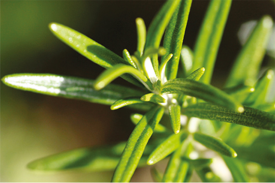 Alecrim do campo, do qual se origina a própolis verde: substância é produzida por abelhas melíferas