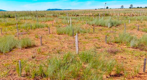 Enquanto o desmatamento da Amazônia caiu pela metade, o do Cerrado aumentou 43% em 2023 (Foto: Guilherme Mazzochini)