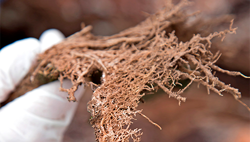 Fungos presentes na raiz ajudam a planta a absorver nutrientes do solo (Foto: Rafael Souza /GCCRC)