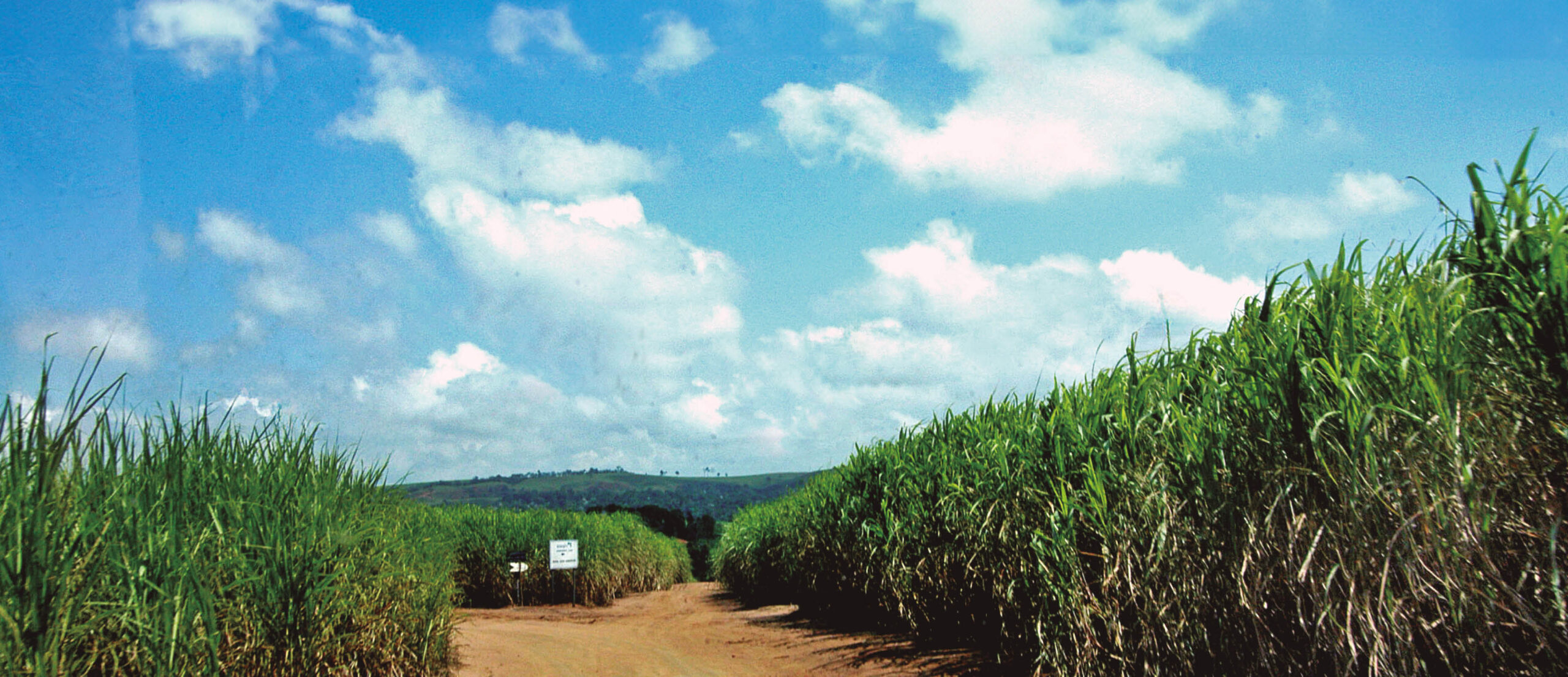 Mudanças climáticas podem afetar produção de cana, conclui pesquisa