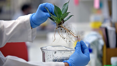 Fapesp: levedura geneticamente modificada permite converter agave em etanol