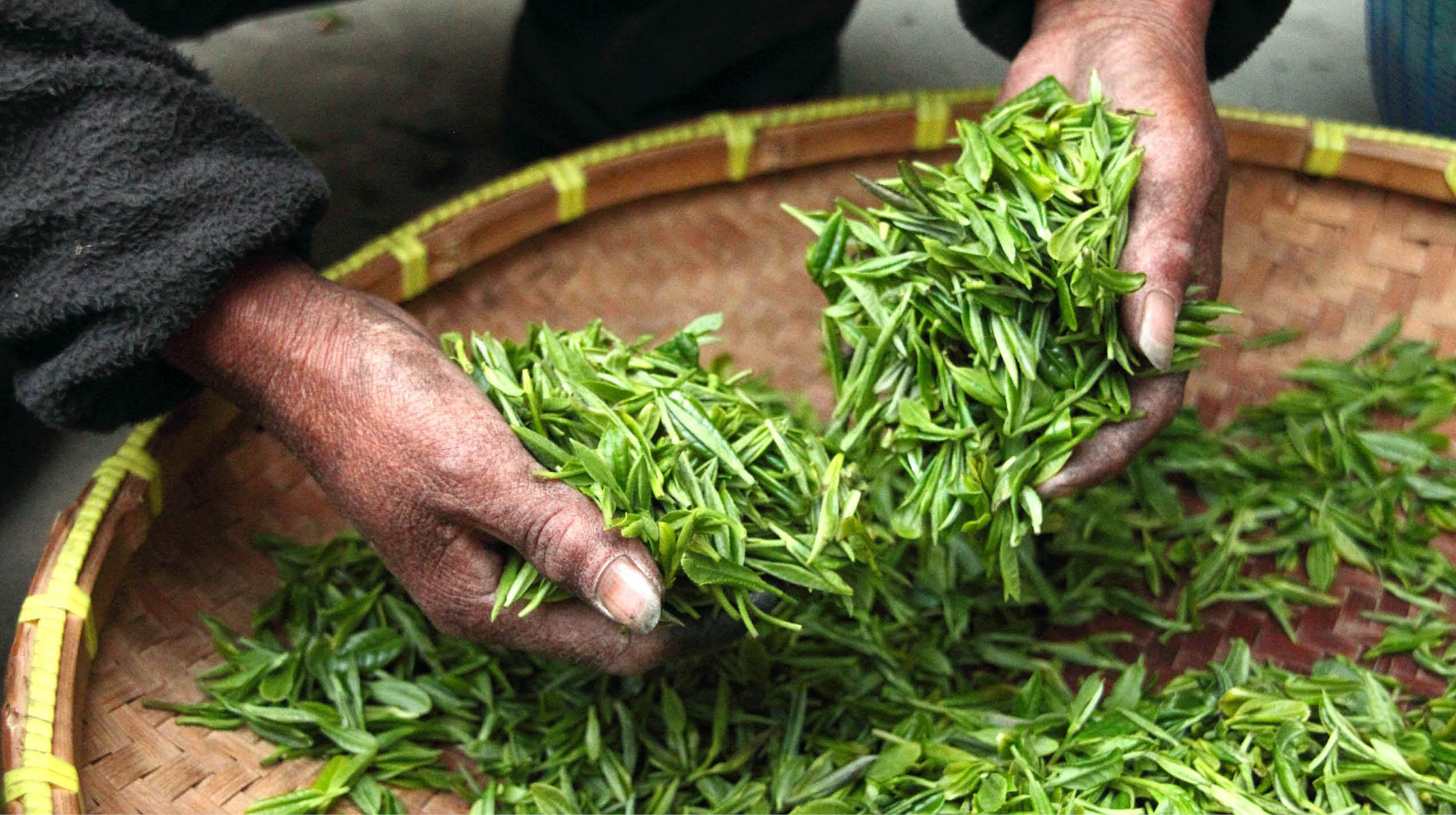 Colheita de chá da espécie Camellia sinensis: variedades da bebida estão relacionadas ao tipo de processamento das folhas 