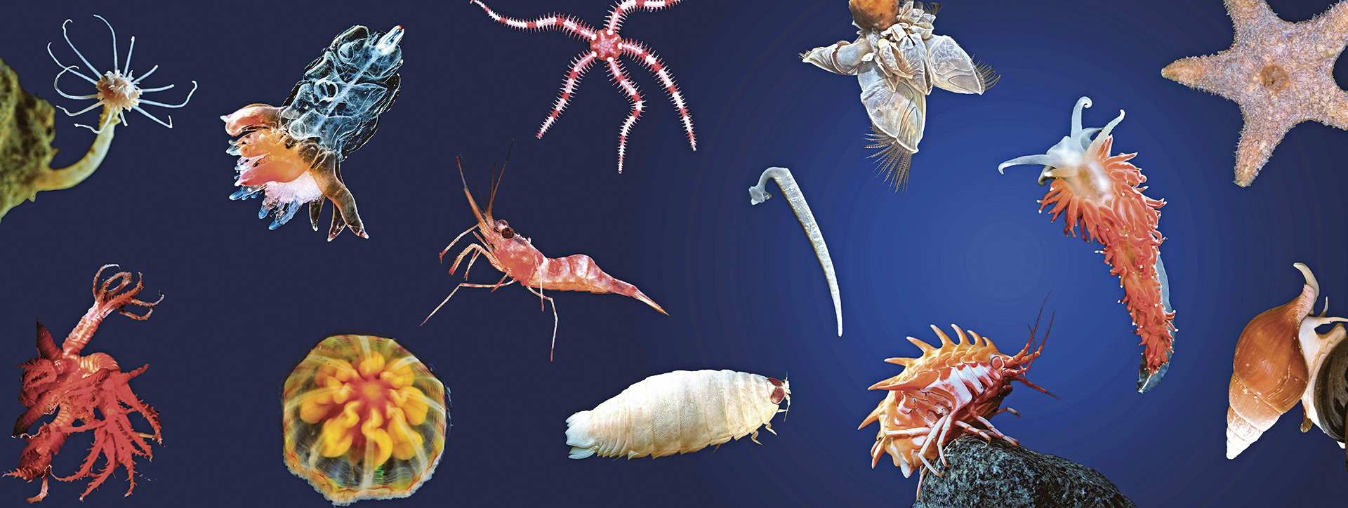 Colagem com várias espécies de invertebrados marinhos: diversidade de cores e formas