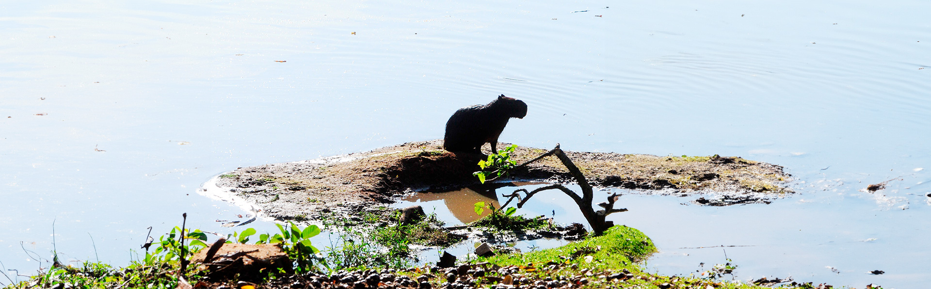 capivara