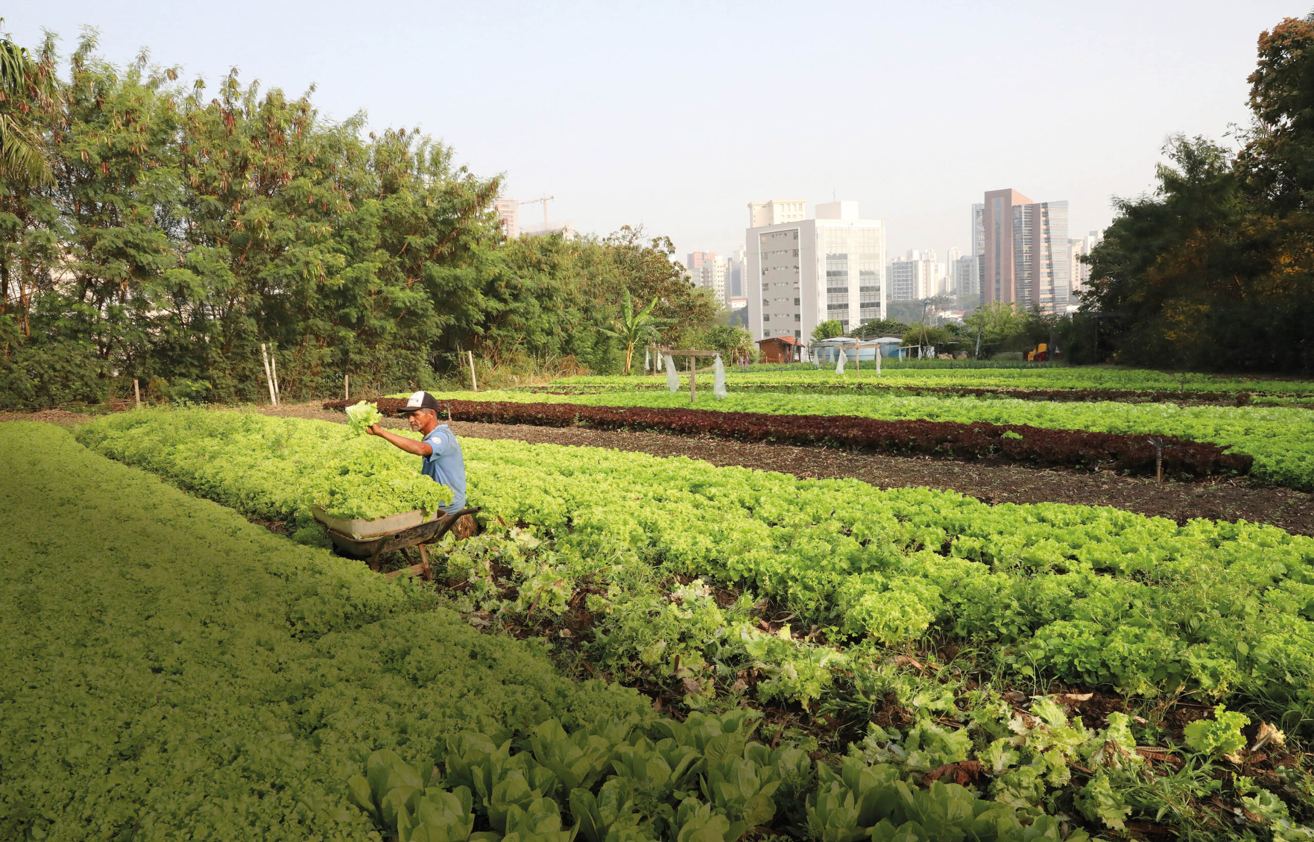 Lavrador trabalha em plantação na região central de Campinas: avaliação das condições de saúde e de segurança alimentar dos horticultores