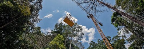 AmazonFace busca resolver uma das maiores fontes de incerteza em relação ao futuro da Amazônia