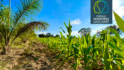 Plantação da Fazenda Espelho, unidade de pesquisa agroflorestal 
e de melhoramento genético da S.Oleum