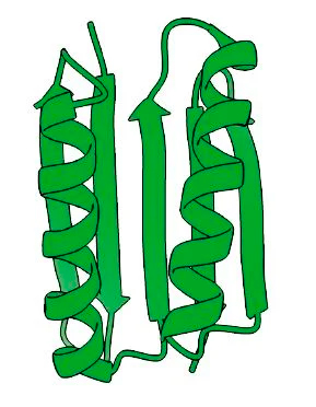 A primeira proteína totalmente diferente de todas as proteínas existentes conhecidas; (ilustração: ©Terezia Kovalova/The Royal Swedish Academy of Sciences)