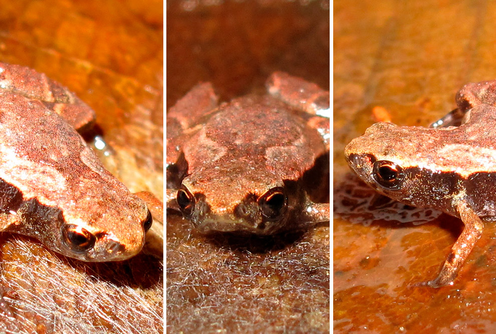 A descoberta do novo sapinho ocorreu quando os especialistas da reserva do projeto perceberam dois sons diferentes enquanto gravavam o canto da espécie Brachycephalus hermogenesi