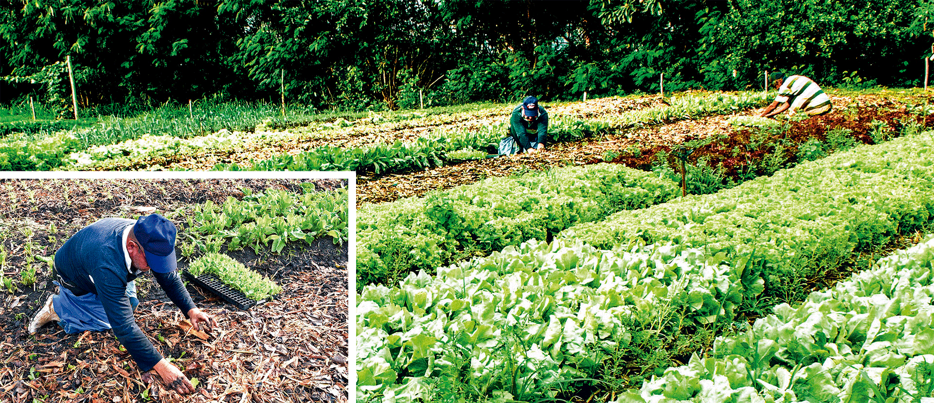 Pequenos agricultores empenham-se na adaptação às exigências do Pnae a fim de garantir a entrega de alimentos às escolas com qualidade e regularidade