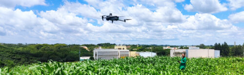 Uso de drones potencializa melhoramento genético de plantas de milho tolerantes à seca