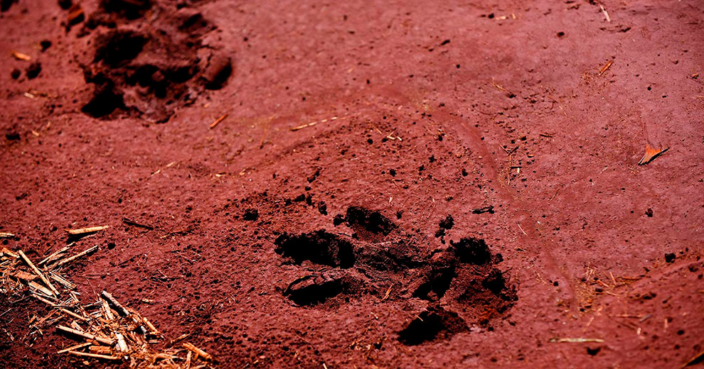 Pegadas de animais na área onde está localizada a Fazenda Argentina (Foto: Antonio Scarpinetti)