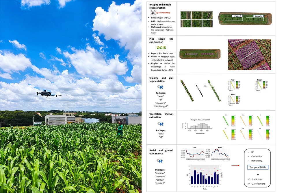 Pesquisadora pilotando Drone (à esq.); processo de fenotipagem de imagens utilizado neste trabalho (à dir.)