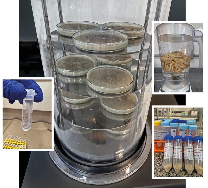 Diferentes etapas dos experimentos feitos em laboratório da Faculdade de Engenharia de Alimentos: pesquisadora analisou combinação entre enzimas e os tempos de reação