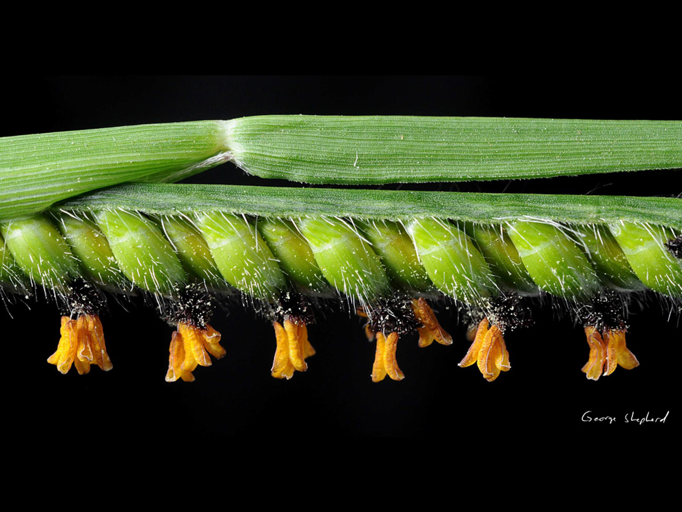 A significativa contribuição do cientista e docente refletiu inclusive no descobrimento de novas espécies de plantas, tendo sete que levam seu nome, uma forma de homenageá-lo