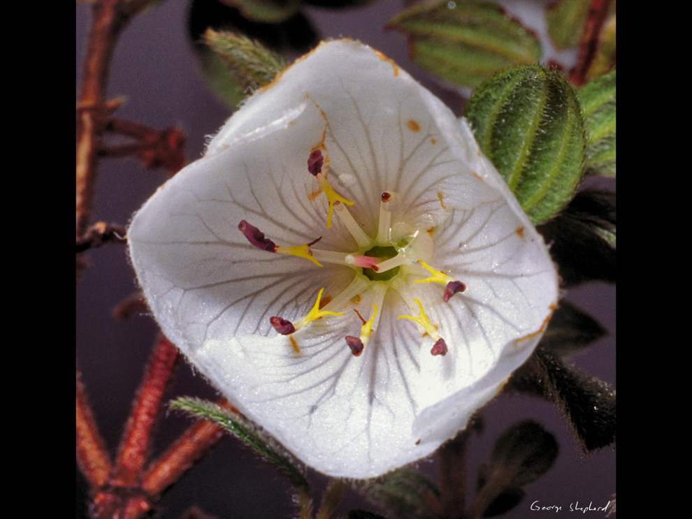 A significativa contribuição do cientista e docente refletiu inclusive no descobrimento de novas espécies de plantas, tendo sete que levam seu nome, uma forma de homenageá-lo