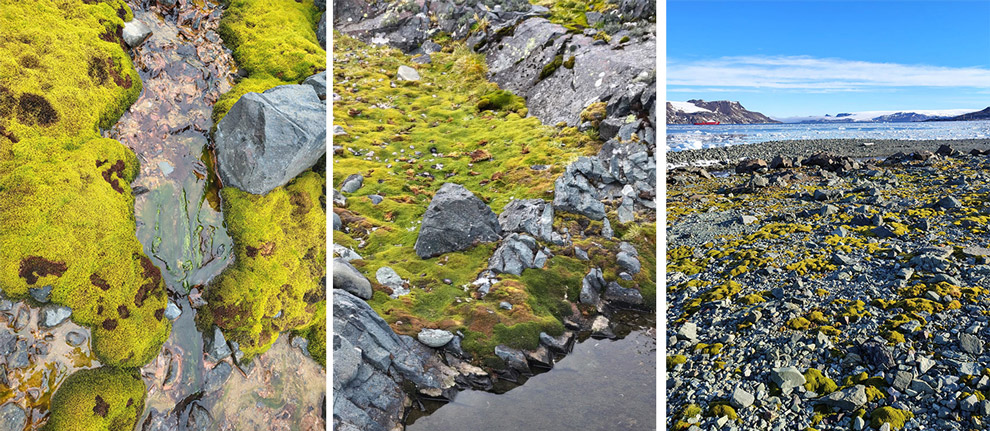 O pesquisador recolheu várias amostras de musgos, a vegetação predominante na Antártica