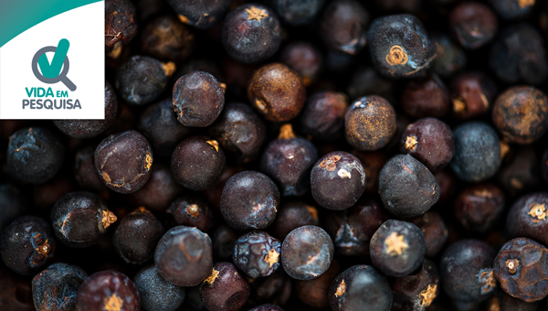 A potência da casca da jabuticaba no tratamento de várias doenças