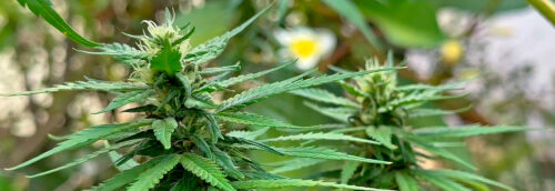 Especialistas vão à Anvisa e pedem mudanças nas regras sobre uso medicinal da 'cannabis' 