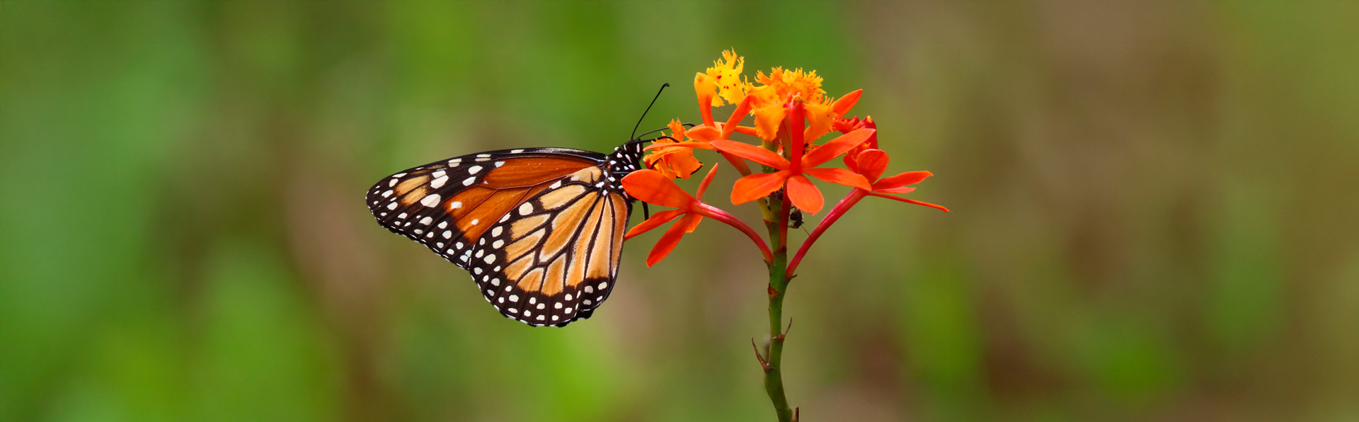 Polimorfismo apresentado pela espécie Epidendrum fulgens contraria hipótese clássica da biologia