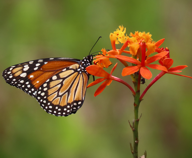 Borboleta polinizadora visita orquídea-da-praia: poliformismo não favorece o sucesso reprodutivo da planta