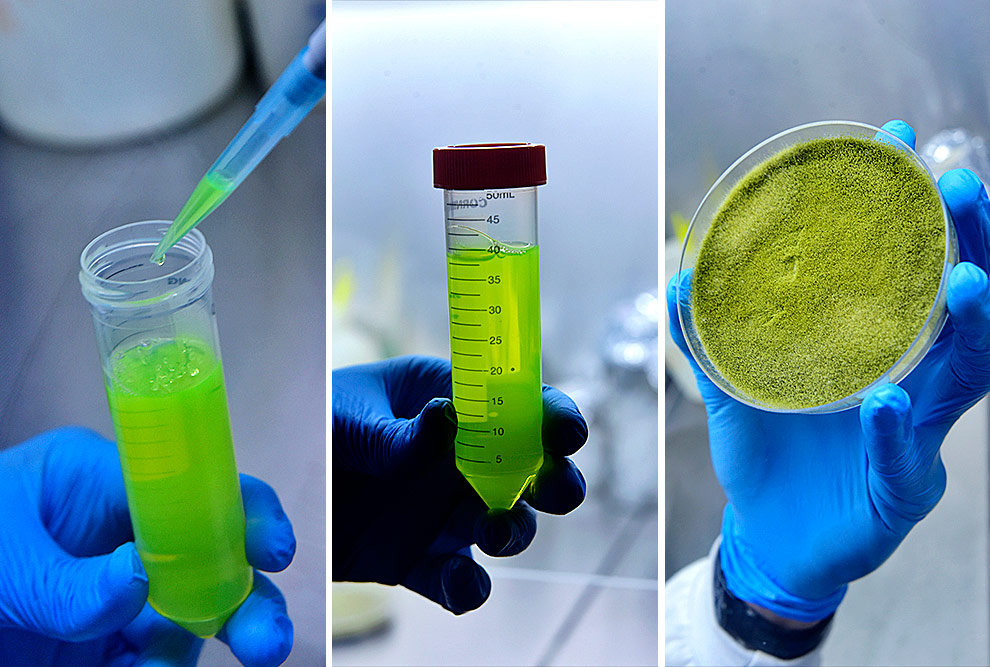 A aposta do projeto é o emprego de peptídeos antimicrobianos – cadeias de aminoácidos menores que proteínas