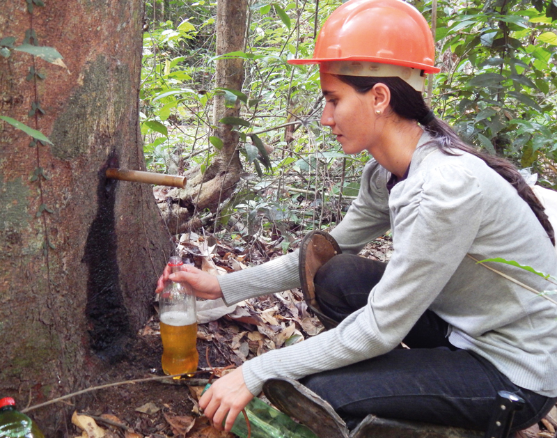Jhéssica Krhistinne Caetano Frota, autora da tese, durante coleta de oleorresina de copaíba na Floresta Nacional dos Tapajós, no Pará: abrindo caminho para o desenvolvimento de novas terapias