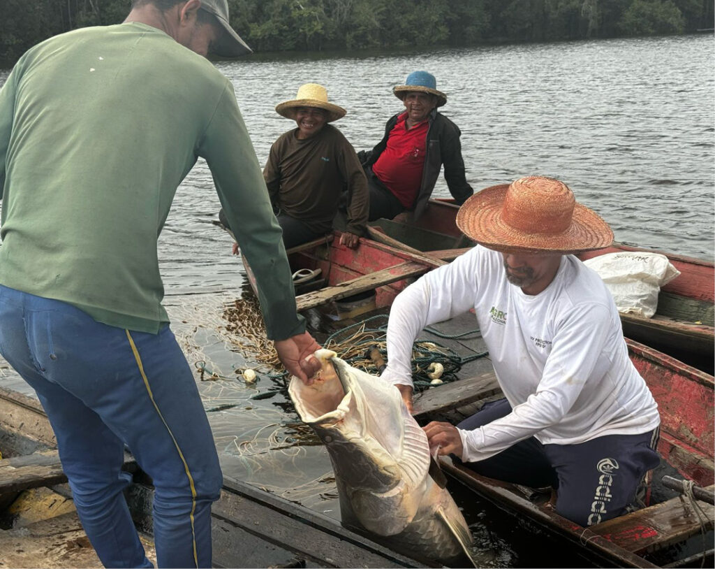 Abate do pirarucu: Ibama chegou a proibir a captura do peixe