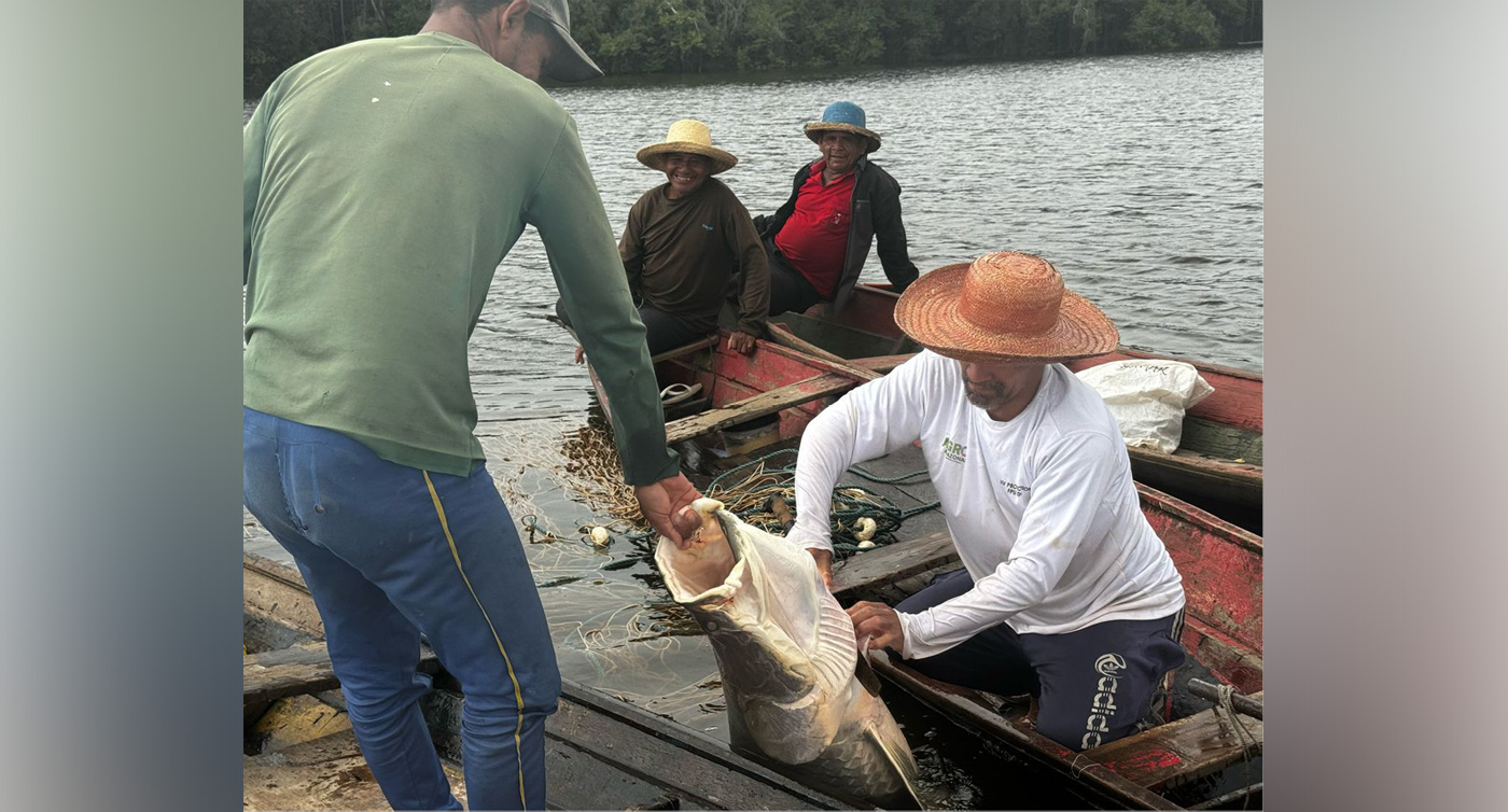 Abate do pirarucu: Ibama chegou a proibir a captura do peixe
