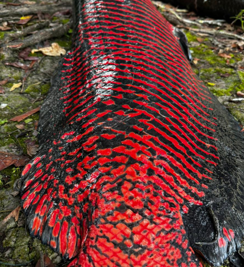 Pirarucu capturado na Reserva de Desenvolvimento Sustentável Amanã, na região central do Amazonas: autor da pesquisa realizou entrevistas, participou de reuniões e analisou atas e documentos