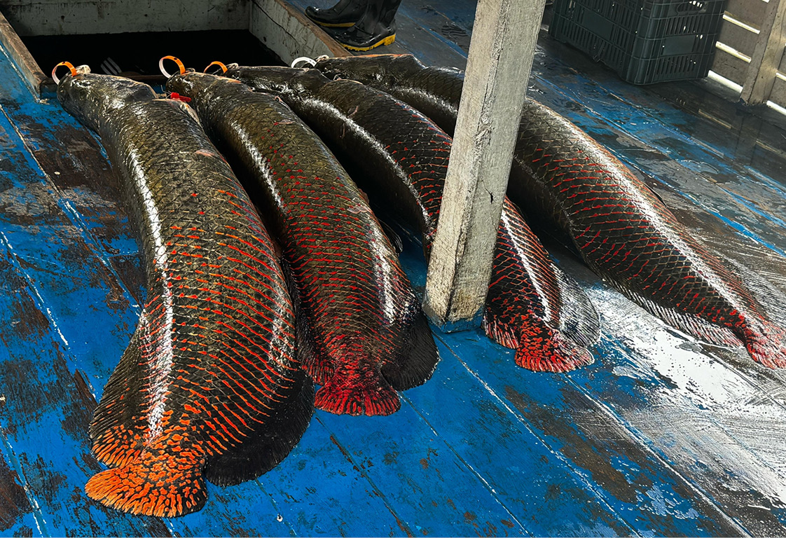 Pirarucu pronto para o armazenamento: peixe tem dinâmica peculiar
