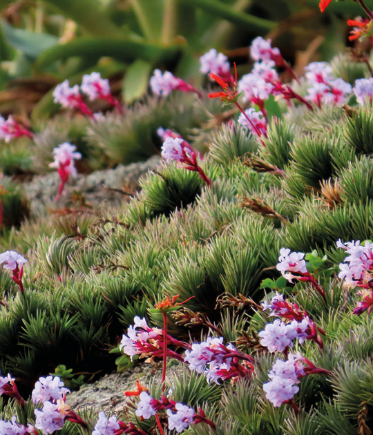 Tillandsia uiraretama, uma das bromélias descobertas no arquipélago: nome faz referência ao termo tupi para "lugar das aves"