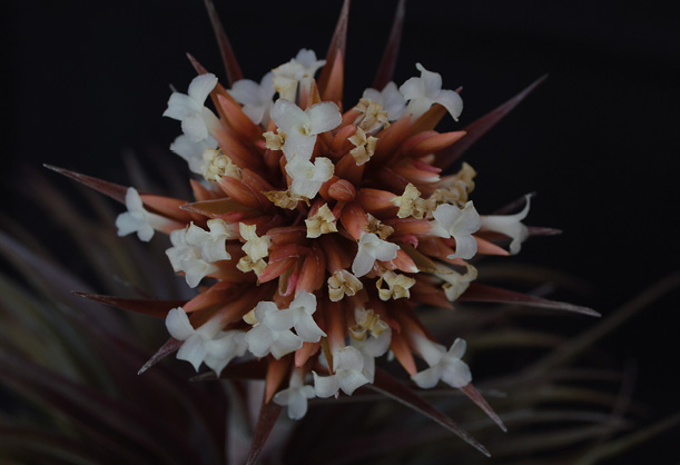 Bromélia Tillandsia alcatrazensis, descoberta pelos pesquisadores: espécie é endêmica da ilha