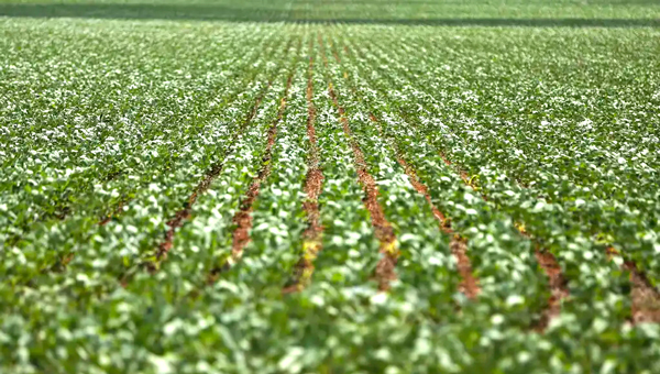 Alto Paraíso de Goiás (GO) - Plantação de soja em área do município de Alto Paraíso mostra o avanço da fronteira agrícola na região da Chapada dos Veadeiros (Marcelo Camargo/Agência Brasil)