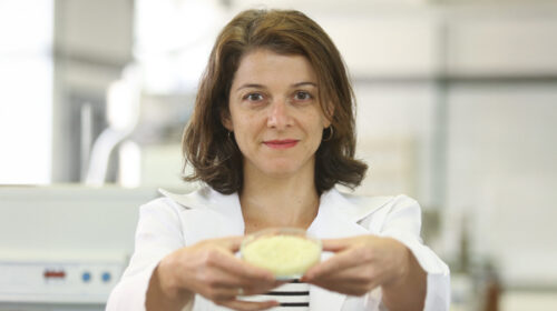 Tecnologia à base de óleo de tomilho elimina larvas do mosquito da dengue