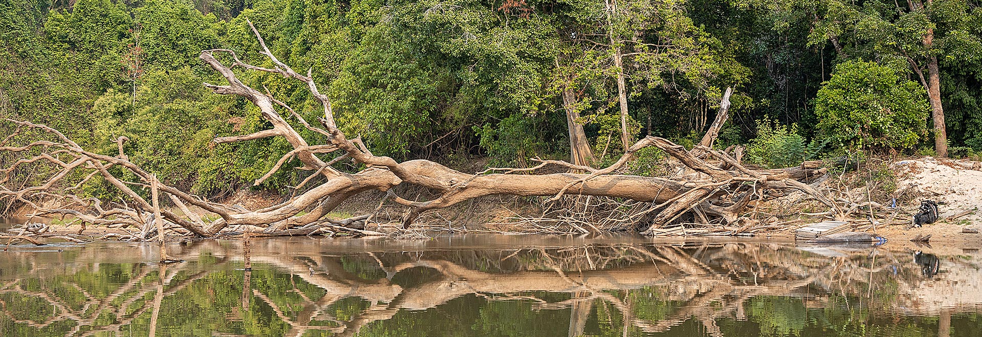 Imagem de uma árvore seca caída sobre o rio
