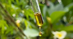 Especialistas de 31 instituições propõem marco regulatório para uso medicinal da cannabis