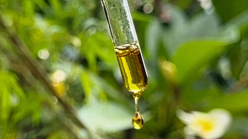 Especialistas de 31 instituições propõem marco regulatório para uso medicinal da cannabis