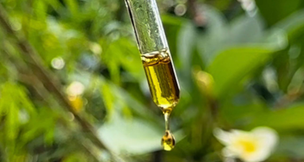 Especialistas de 31 instituições propõem marco regulatório para uso medicinal da cannabis