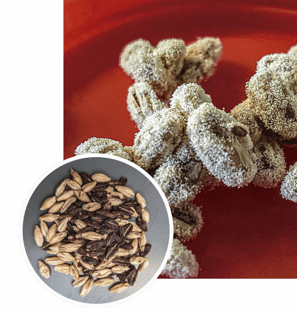 A imagem mostra dois elementos principais.
Na parte maior, em segundo plano, há um grupo de grãos cobertos por uma camada espessa e aveludada de micélio branco, característica do fungo koji (Aspergillus oryzae). Os grãos estão aglomerados, e a textura do fungo cria uma aparência fofa e levemente granulada sobre a superfície. O fundo é de cor vermelha intensa, destacando o contraste com o branco do micélio.

No canto inferior esquerdo, em um círculo sobreposto, aparece uma fotografia separada de grãos crus. Eles são de cevada, exibindo cascas alongadas, com tonalidades que variam entre bege-claro e marrom-escuro. Esses grãos estão limpos e soltos, sem presença de fungo, servindo como comparação com os grãos inoculados que ocupam a imagem principal.