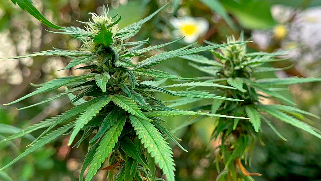 Desafios limitam o avanço das pesquisas para o uso medicinal da cannabis no Brasil