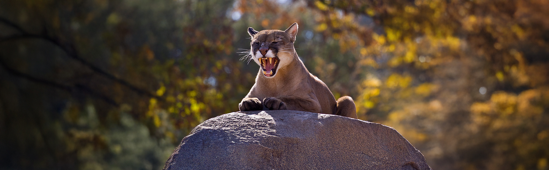 A imagem mostra uma onça-parda (ou puma) sobre uma grande pedra. O animal está com a boca aberta, exibindo os dentes e parecendo rugir ou bocejar.