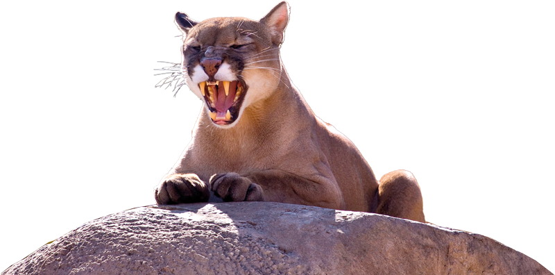 A imagem mostra uma onça-parda (ou puma) sobre uma grande pedra. O animal está com a boca aberta, exibindo os dentes e parecendo rugir ou bocejar.